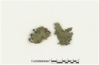 藏品(扁枝毛綿苔)的圖片